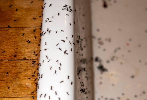 Best Wildlife Control Services  in Silver Springs Shores, FL